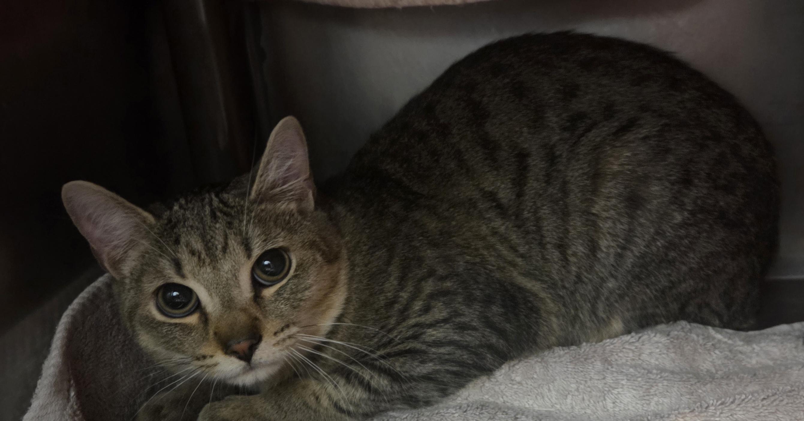 Paprika, Adoptable, Adult Female Domestic Short Hair.