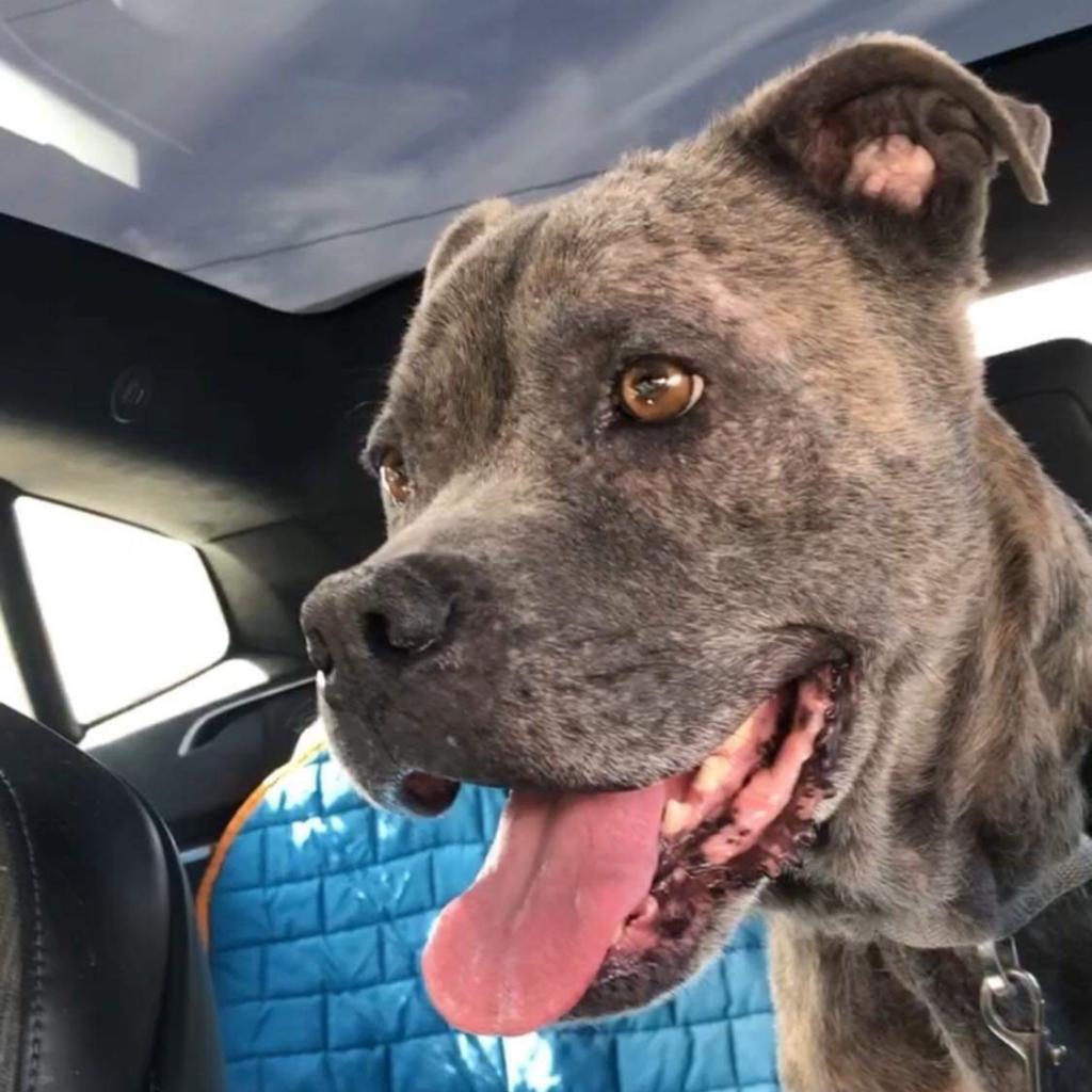 Gumball, Adoptable, Senior Male American Staffordshire Terrier.