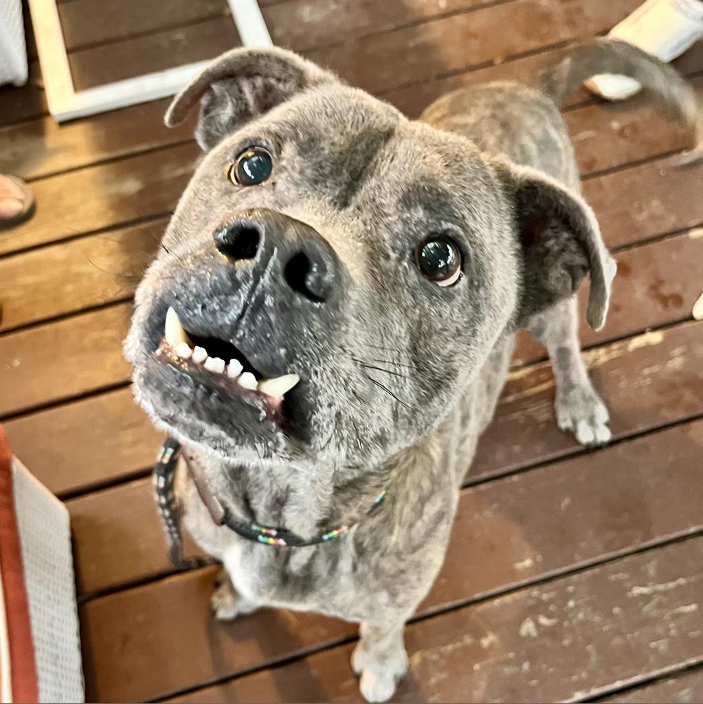 Gumball, a Adoptable American Staffordshire Terrier in Houston, TX image 1/3