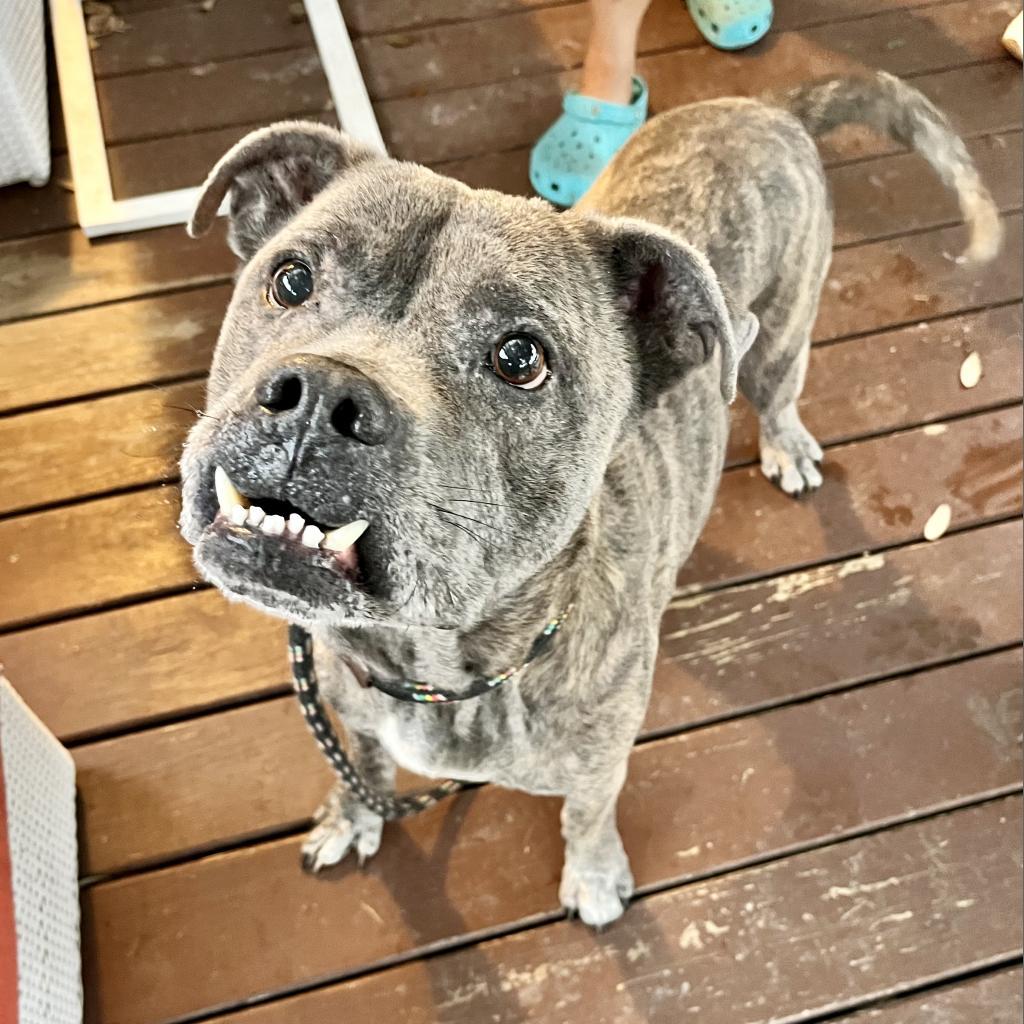 Gumball, a Adoptable American Staffordshire Terrier in Houston, TX image 2/3