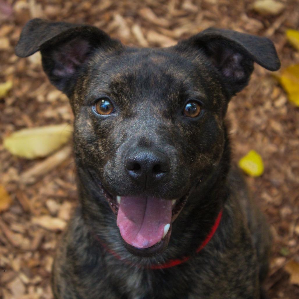 Enlarge Virgil 82, a Adoptable mixed breed in Canastota, NY image 1/6