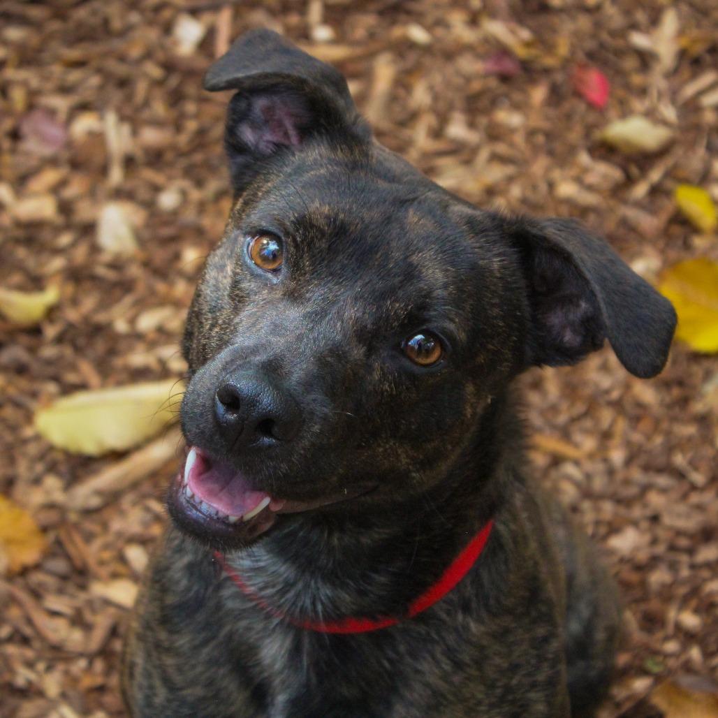 Enlarge Virgil 82, a Adoptable mixed breed in Canastota, NY image 2/6