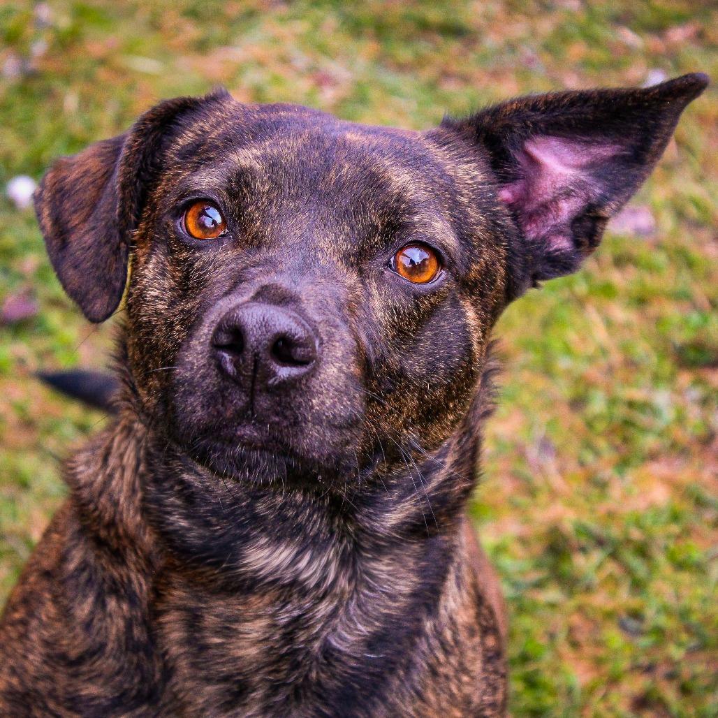 Enlarge Virgil 82, a Adoptable mixed breed in Canastota, NY image 3/6