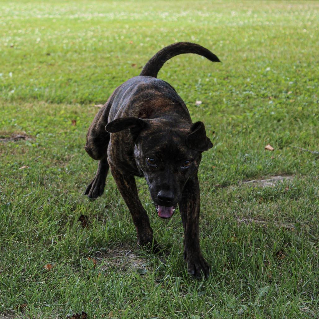 Enlarge Virgil 82, a Adoptable mixed breed in Canastota, NY image 4/6