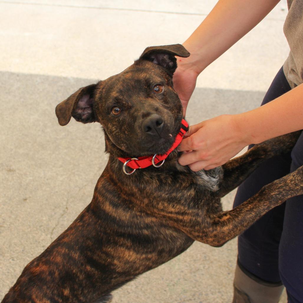 Enlarge Virgil 82, a Adoptable mixed breed in Canastota, NY image 5/6