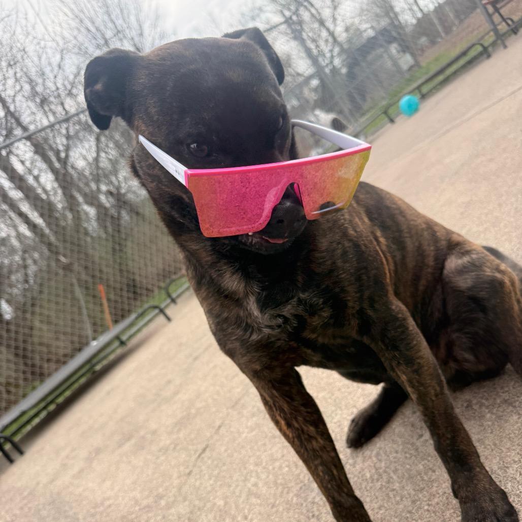 Enlarge Virgil 82, a Adoptable mixed breed in Canastota, NY image 5/6