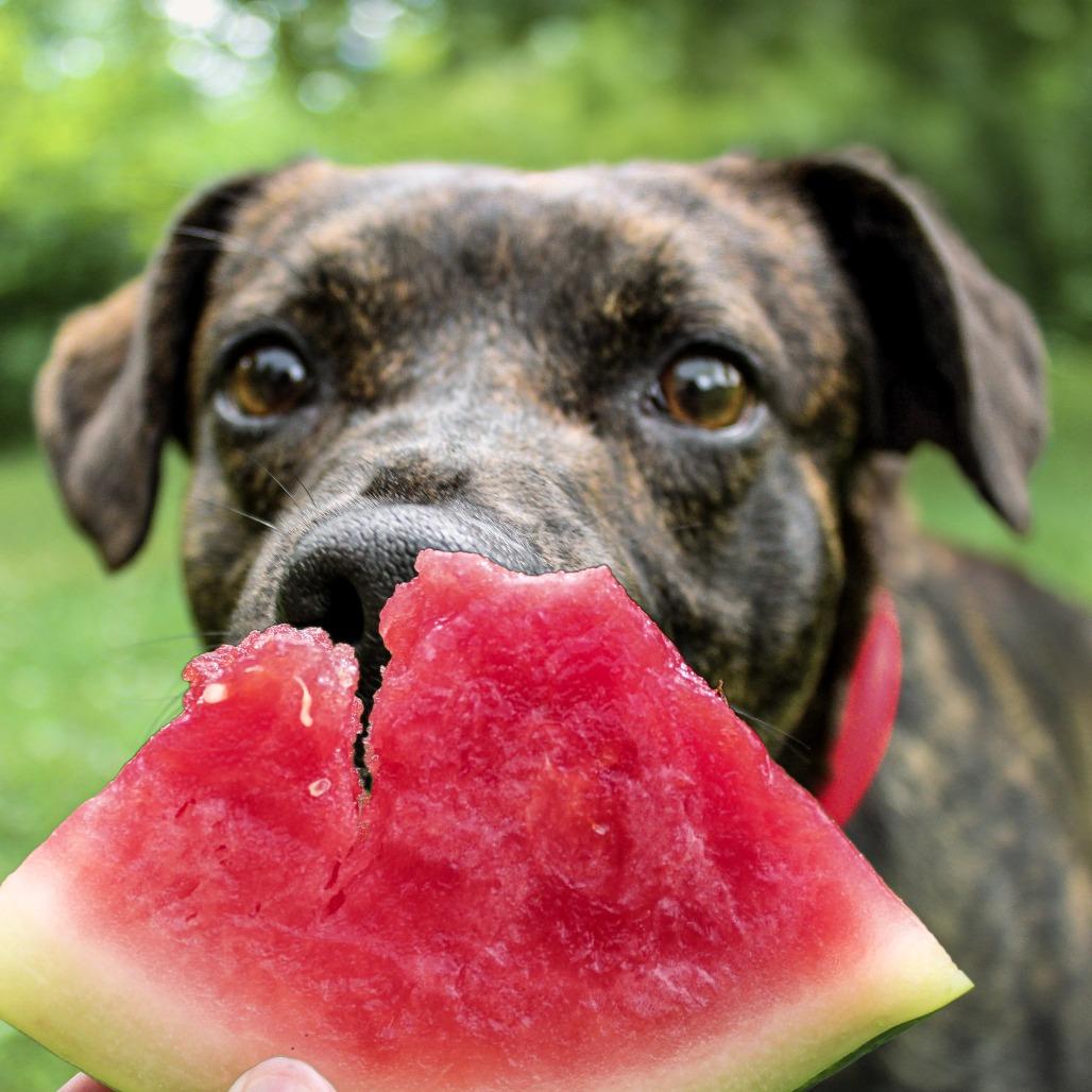 Enlarge Virgil 82, a Adoptable mixed breed in Canastota, NY image 6/6