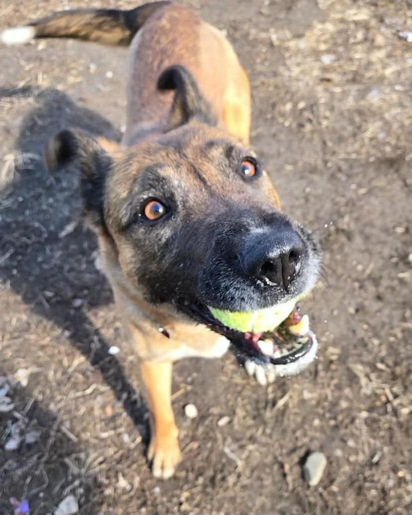 Mocha, Adoptable, Adult Female German Shepherd Dog & Mixed Breed.