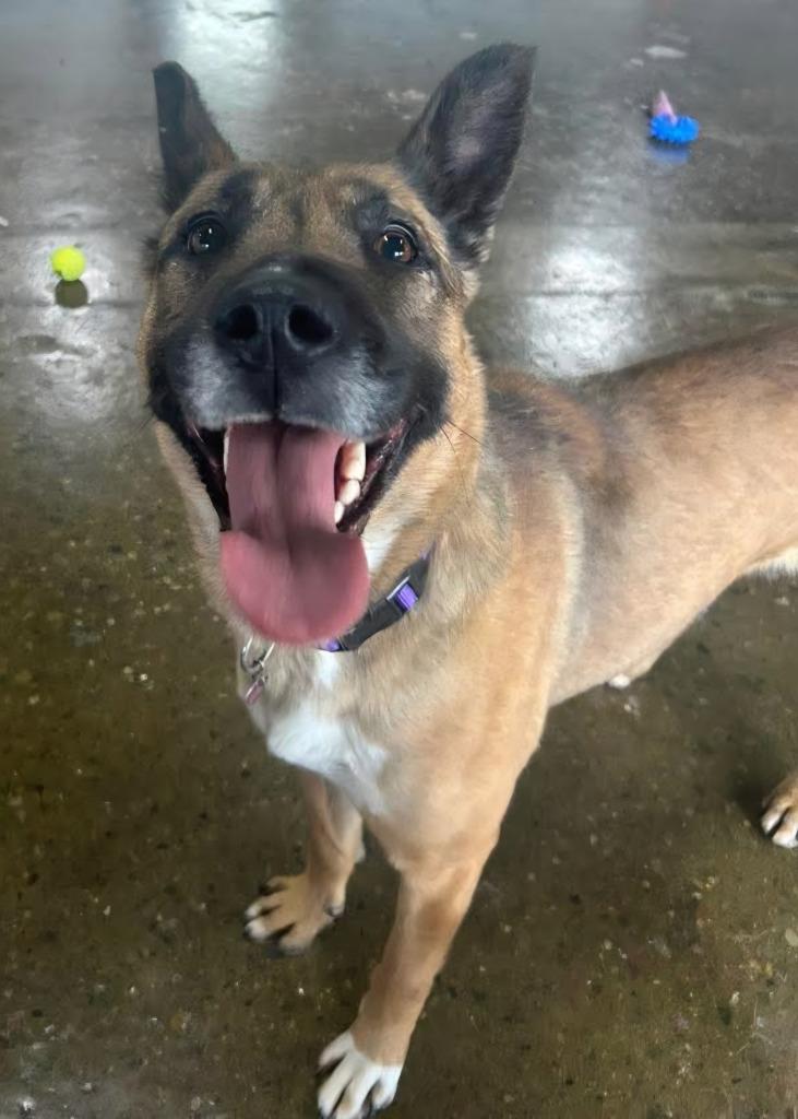 Enlarge Mocha, a Adoptable mixed breed in Warren, MI image 2/6