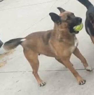 Enlarge Mocha, a Adoptable mixed breed in Warren, MI image 3/6