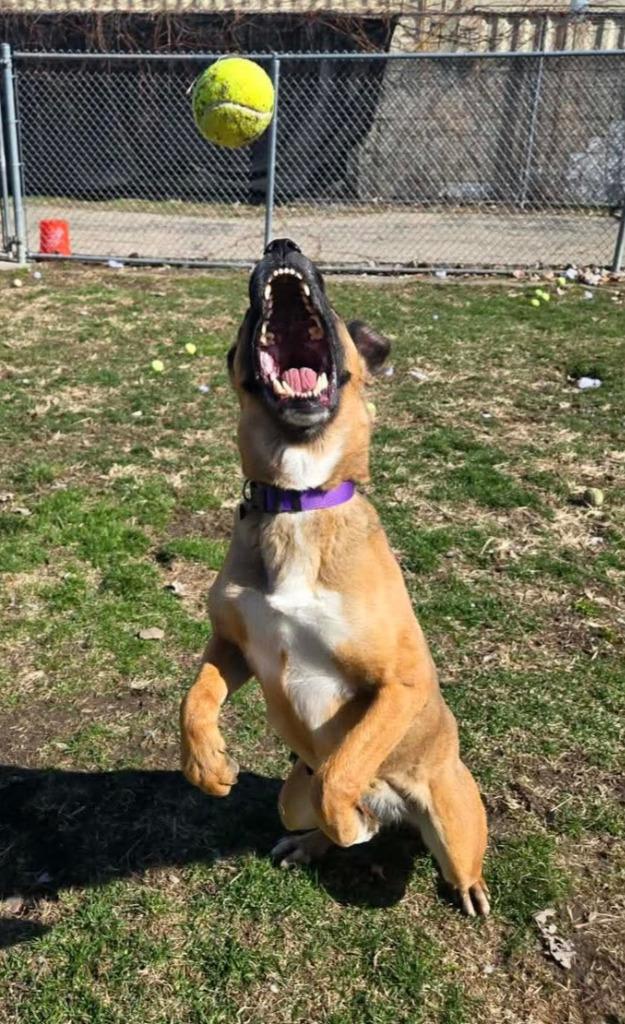 Enlarge Mocha, a Adoptable mixed breed in Warren, MI image 4/6