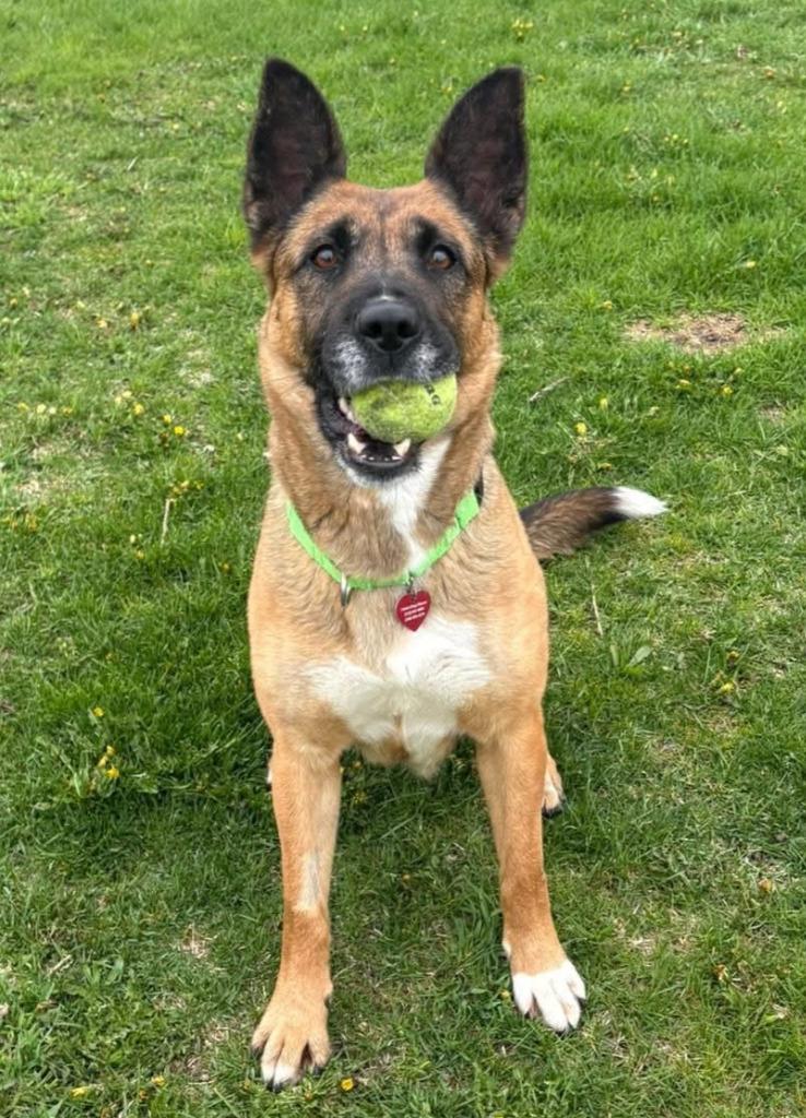 Enlarge Mocha, a Adoptable mixed breed in Warren, MI image 5/6