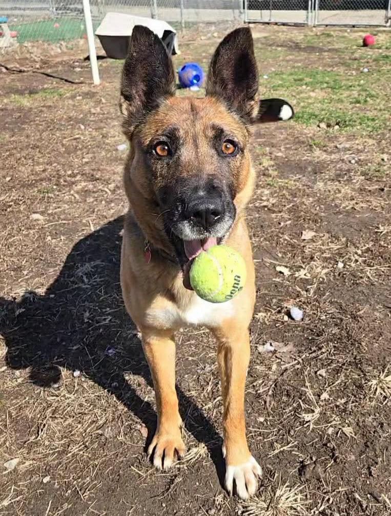 Enlarge Mocha, a Adoptable mixed breed in Warren, MI image 6/6