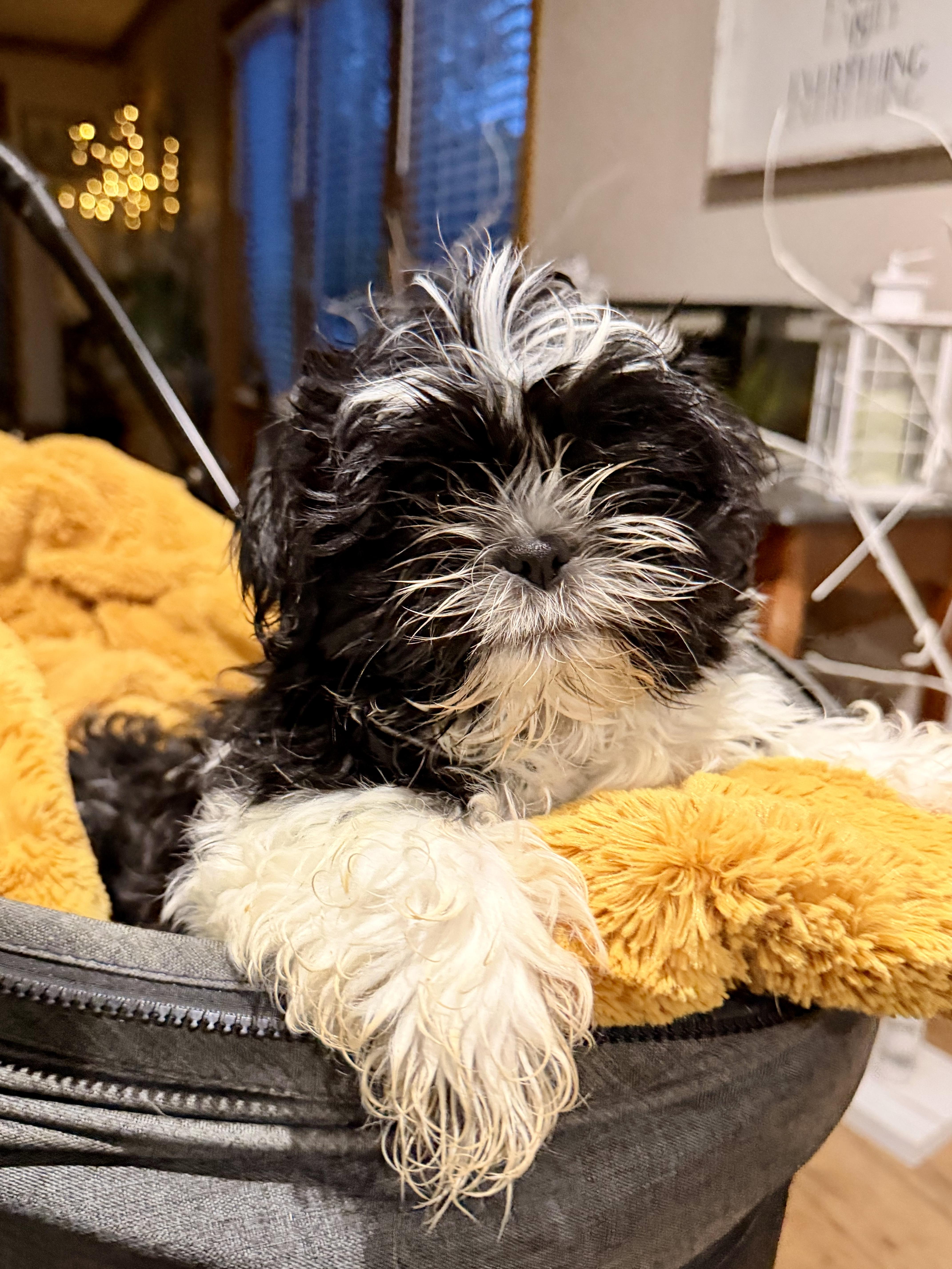 Enlarge Lenny , a ADOPTABLE mixed breed in North Freedom, WI image 2/3