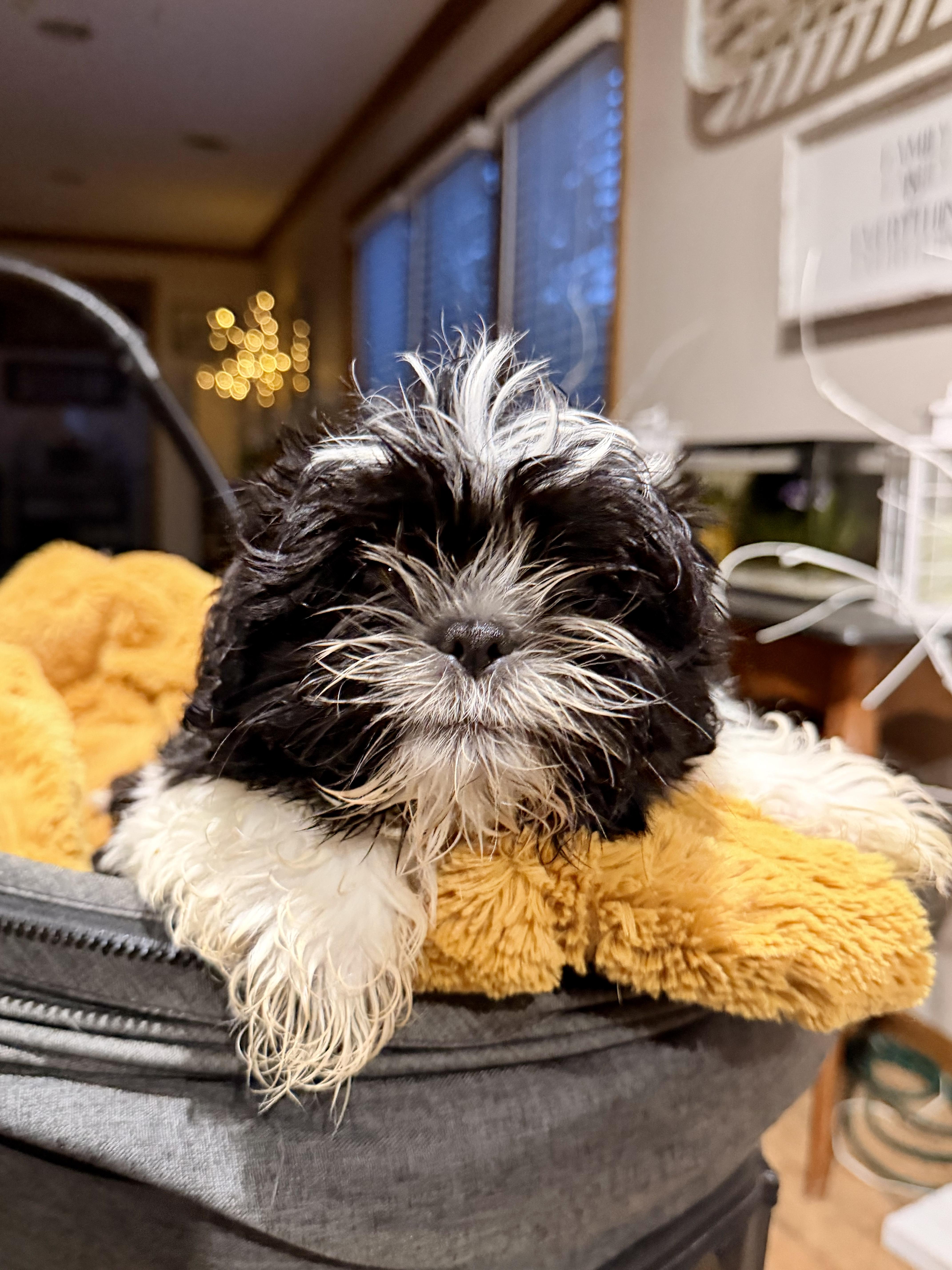 Lenny , ADOPTABLE, Puppy Male Shih Tzu & Bichon Frise.