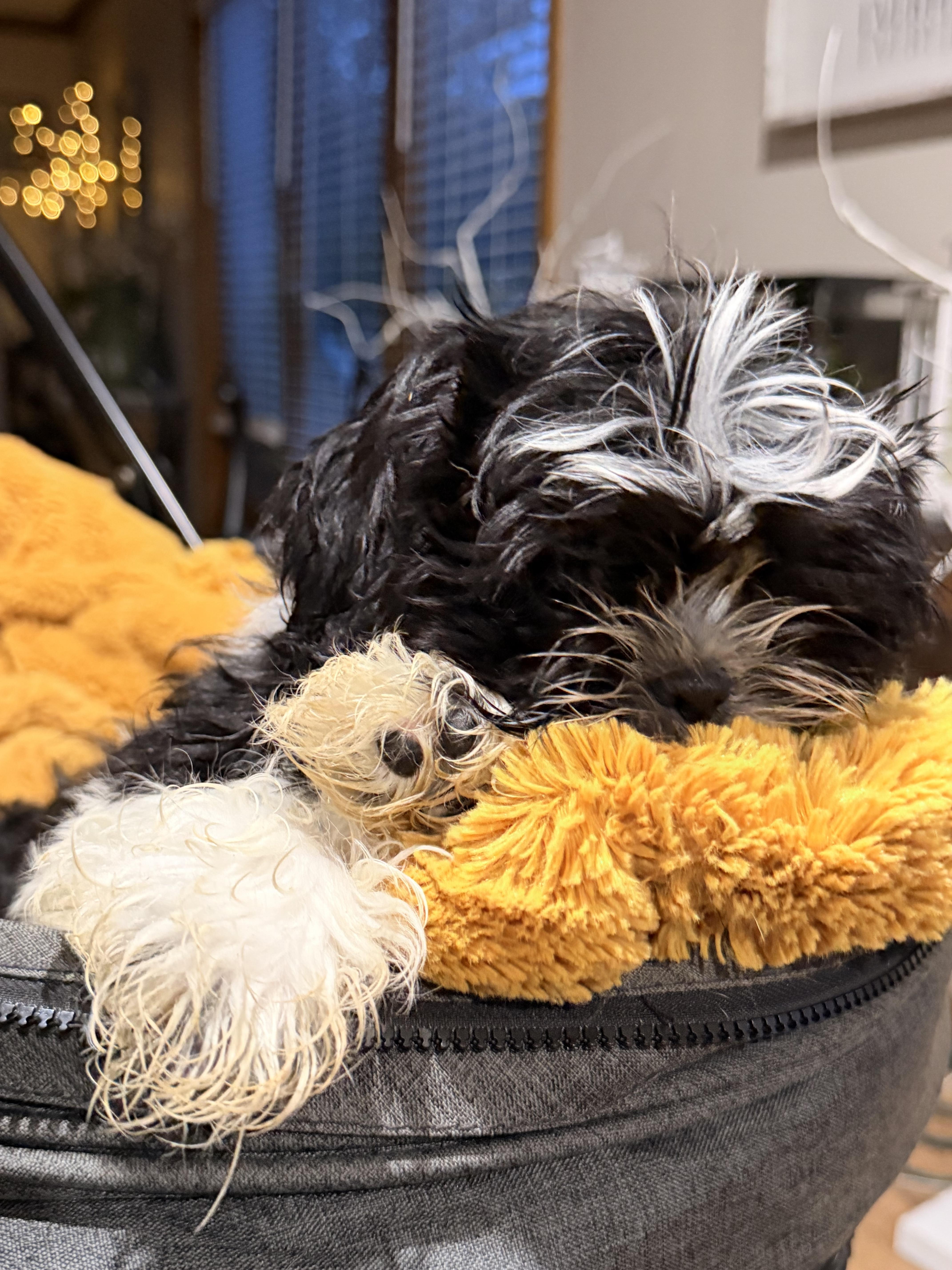 Enlarge Lenny , a ADOPTABLE mixed breed in North Freedom, WI image 3/3