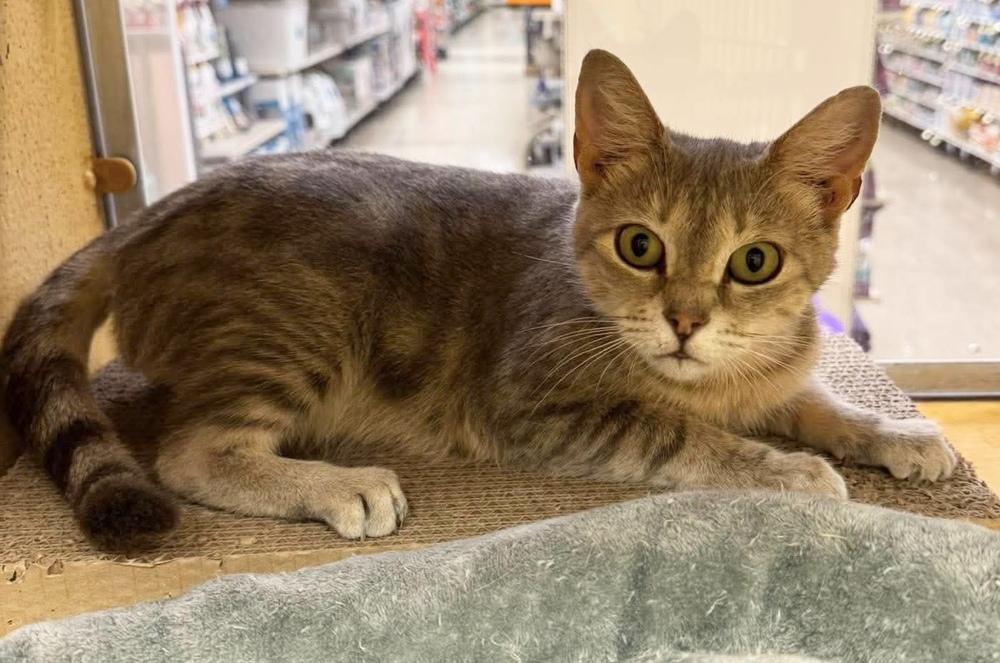 Eloise, Adoptable, Adult Female Domestic Short Hair & Tabby.