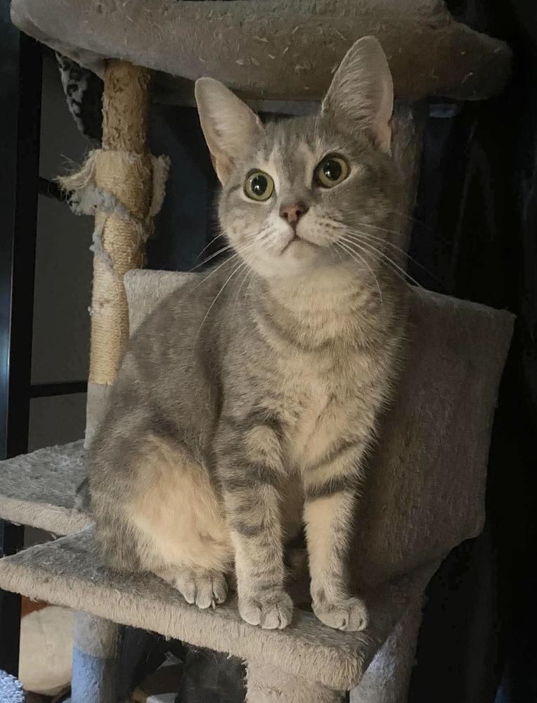 Enlarge Eloise, a Adoptable mixed breed in Emerald Isle, NC image 2/5