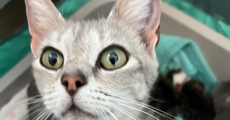 Enlarge Eloise, a Adoptable mixed breed in Emerald Isle, NC image 3/5
