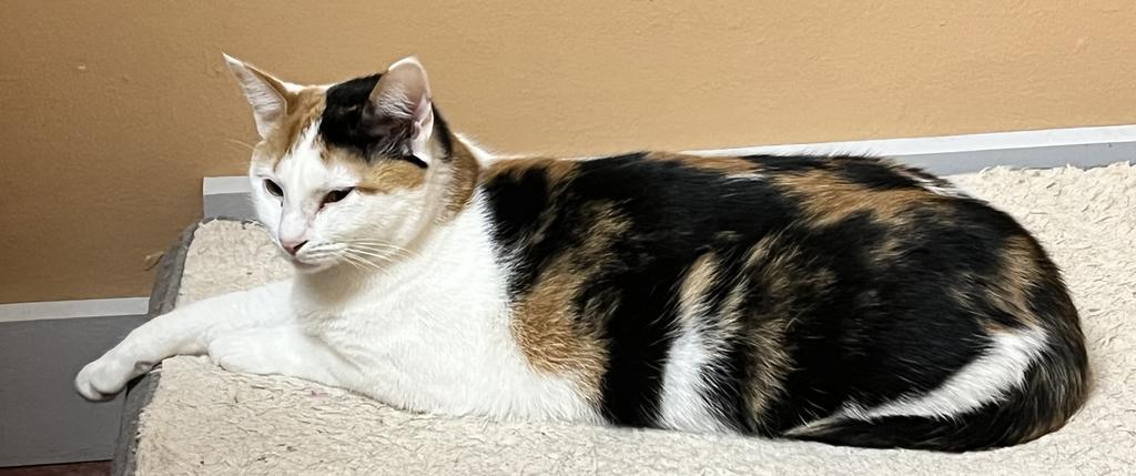 Minnie, Adoptable, Adult Female Domestic Short Hair.