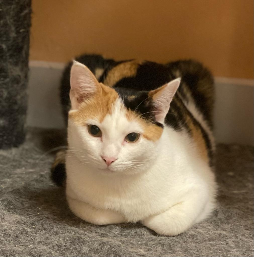 Enlarge Minnie, a Adoptable mixed breed in Labelle, FL image 2/6