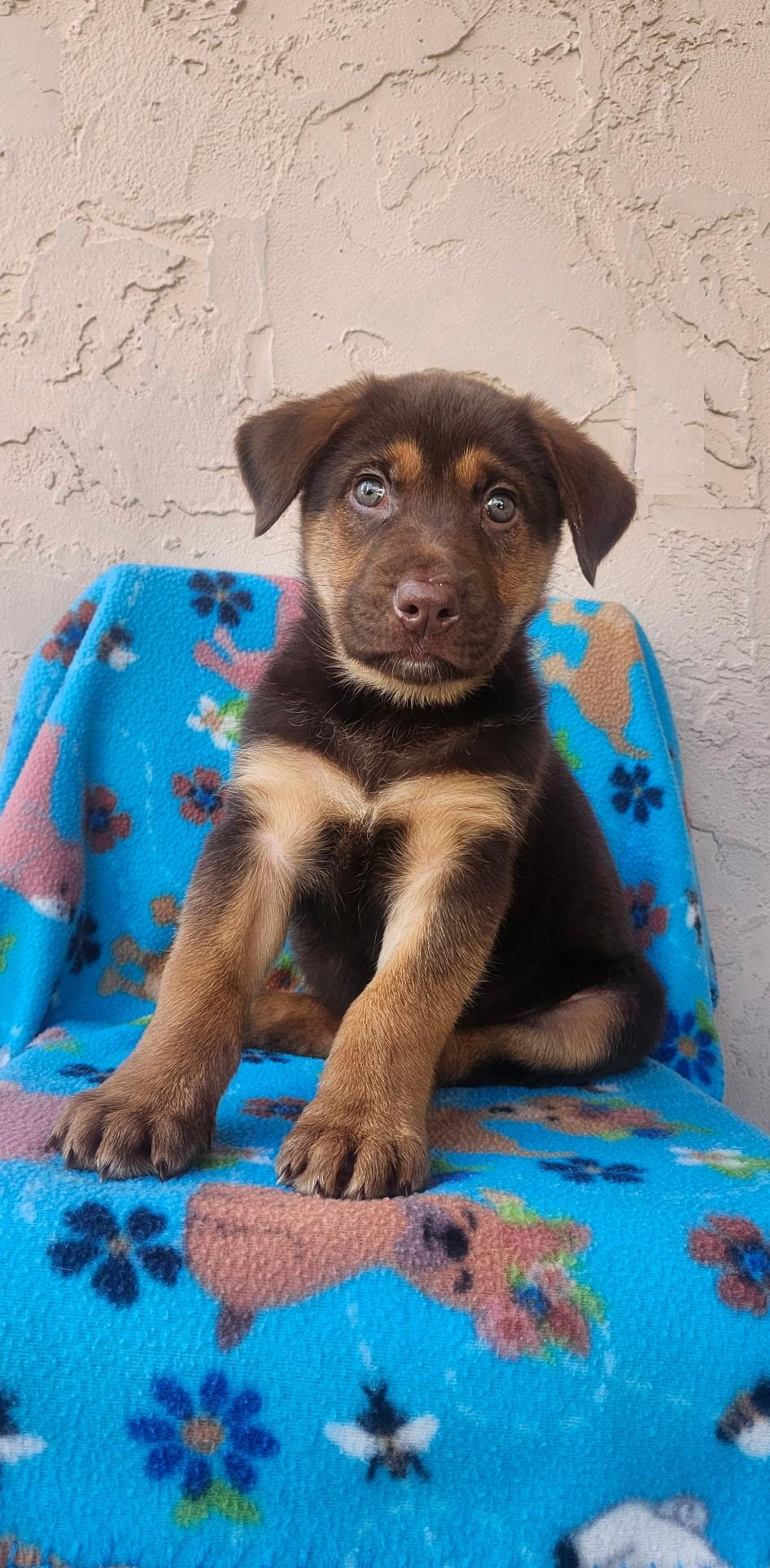 Enlarge Dashuri, an adopted mixed breed in Orlando, FL image 1/3