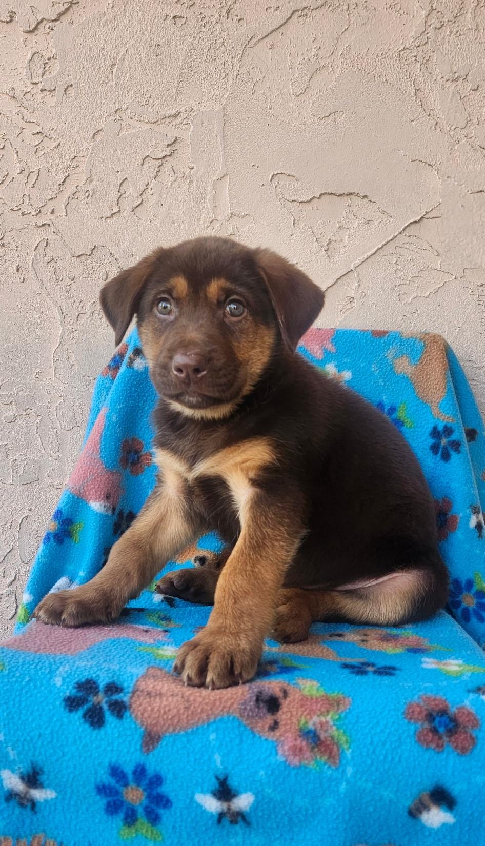 Enlarge Dashuri, an adopted mixed breed in Orlando, FL image 2/3