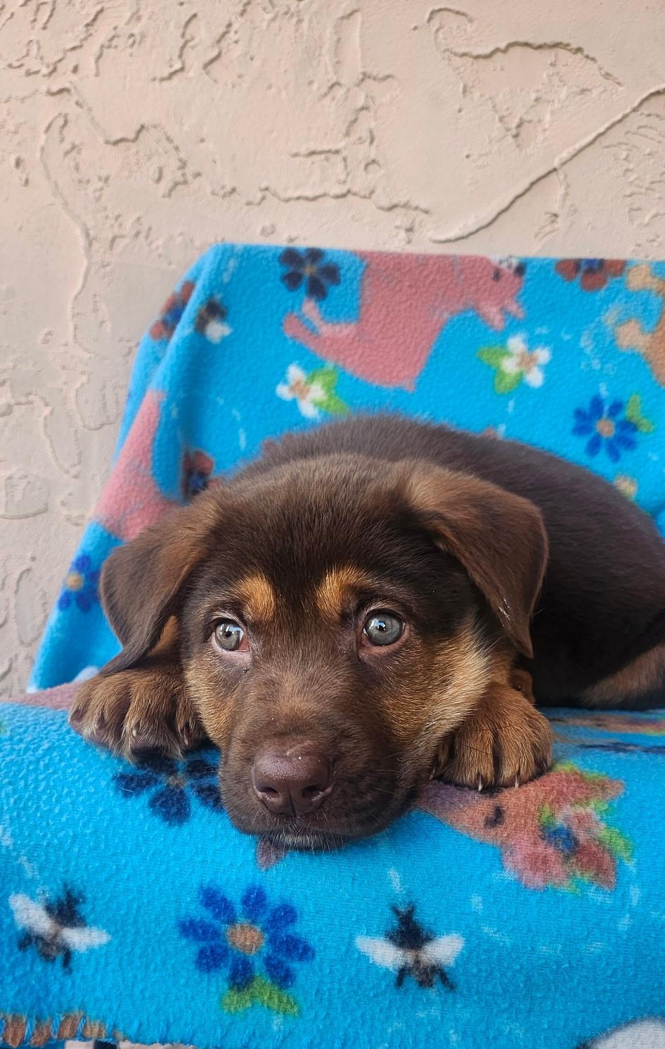 Enlarge Dashuri, an adopted mixed breed in Orlando, FL image 3/3