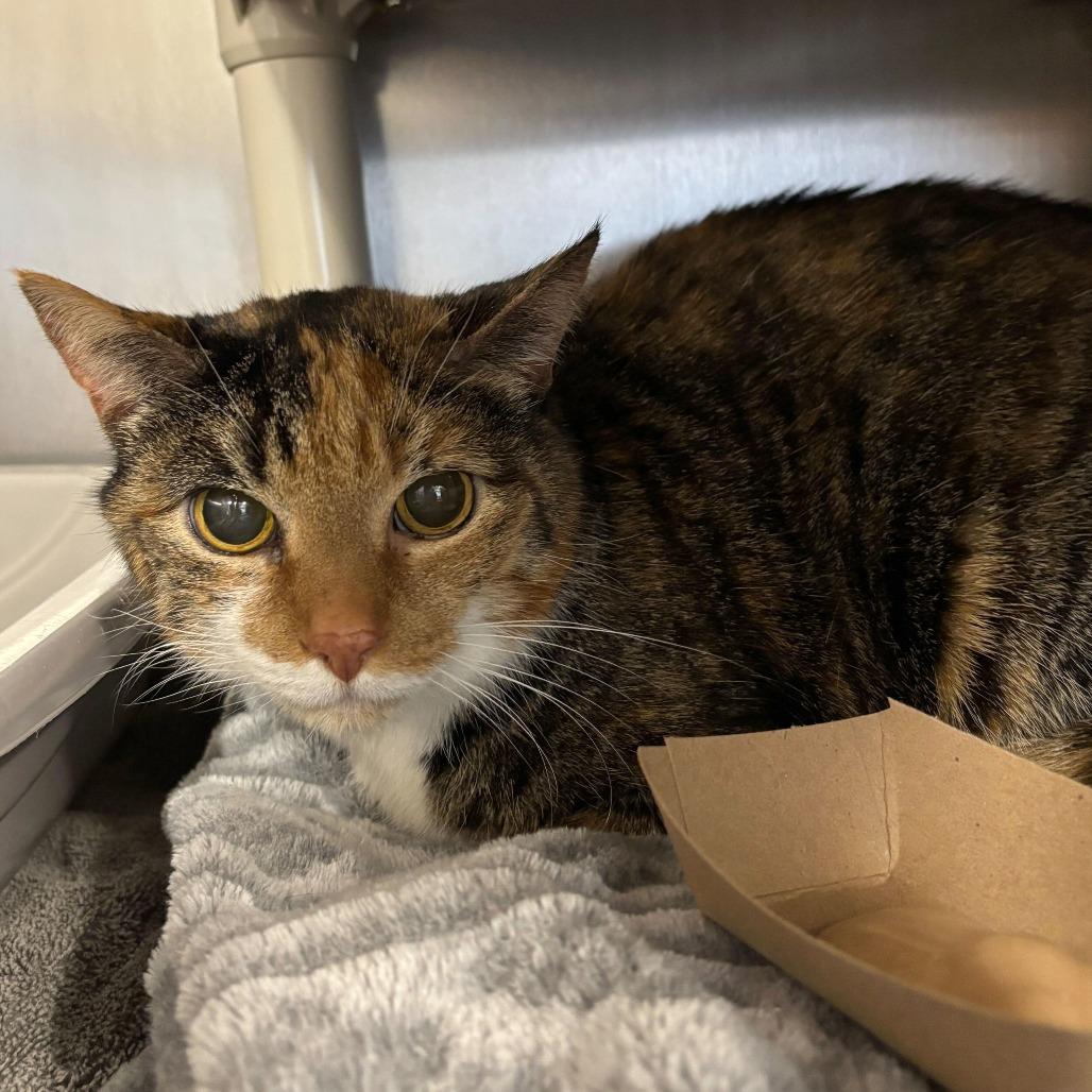 Freya — thumbnail 2