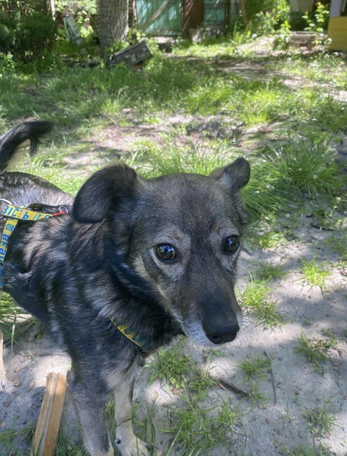 Mickey, Adult Male unknown