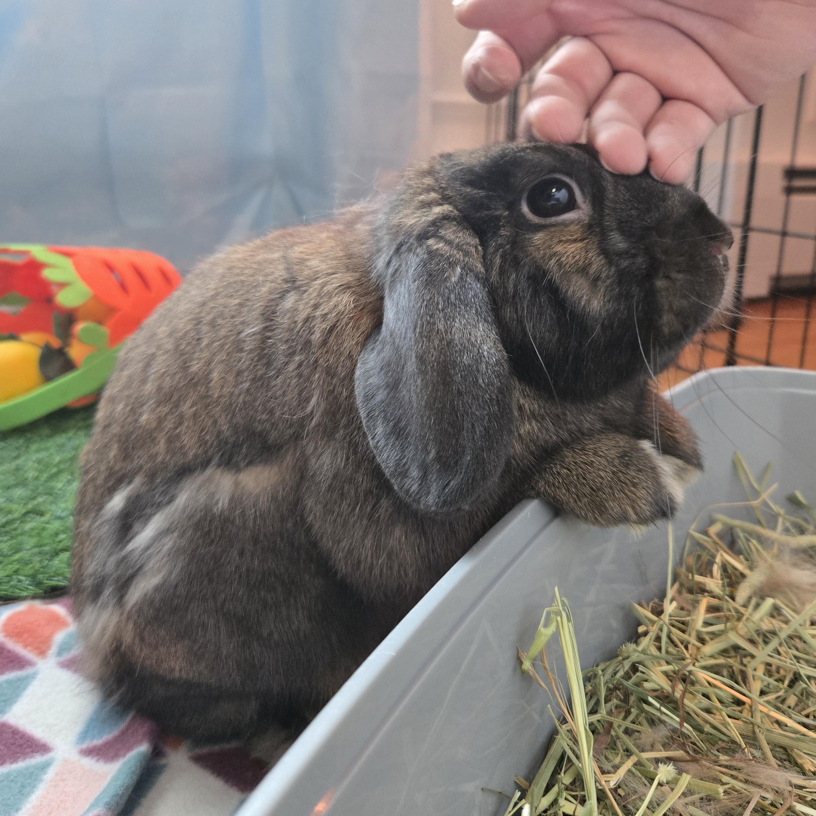 Enlarge Chewbacca, an adopted Mini Lop in Andover, MA image 3/5