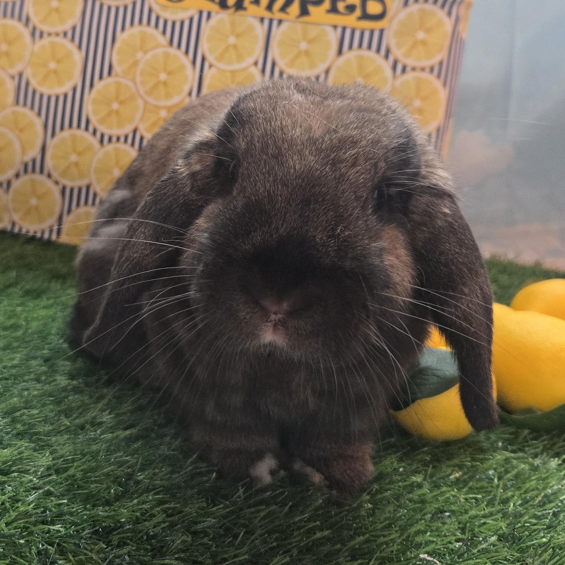 Enlarge Chewbacca, an adopted Mini Lop in Andover, MA image 4/5