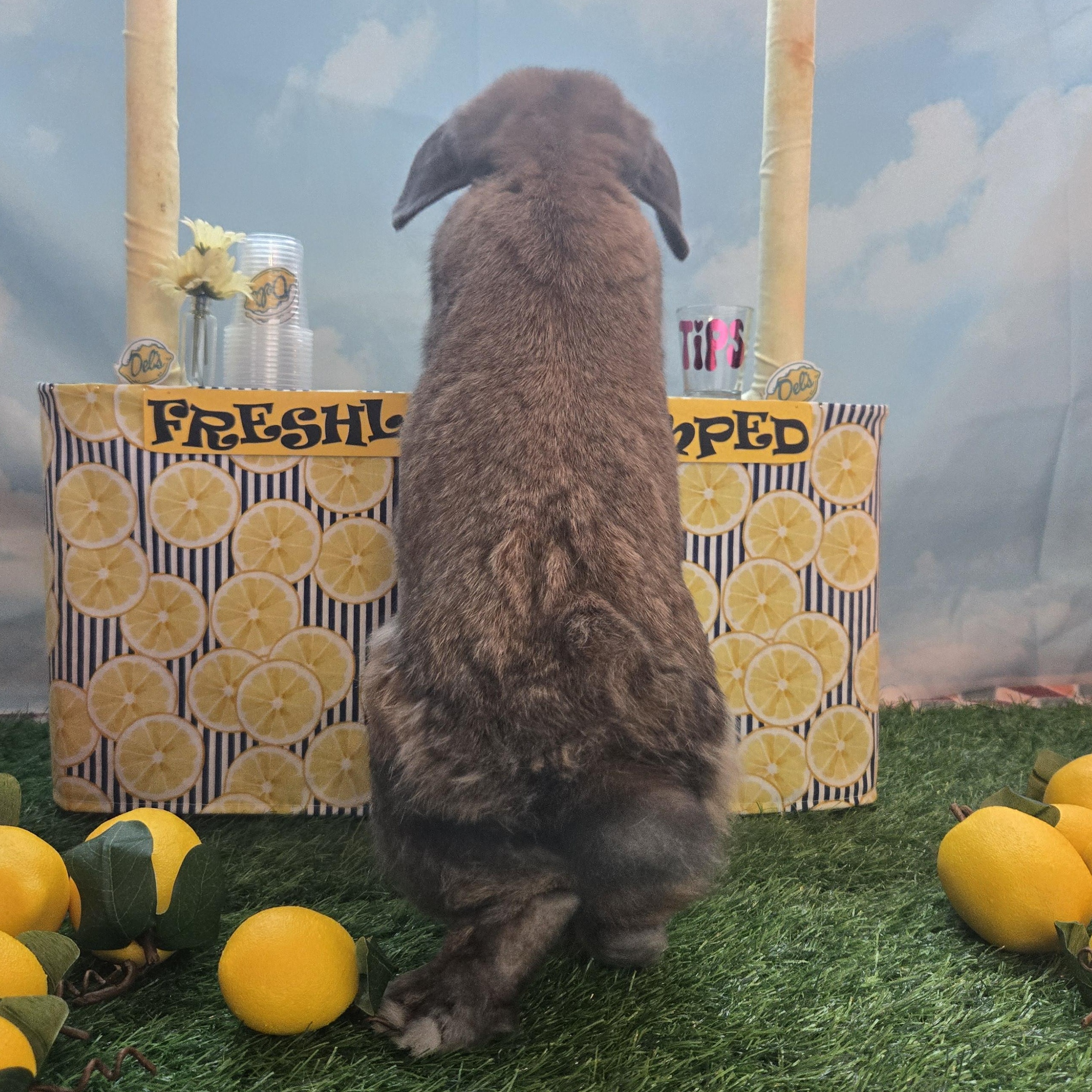Enlarge Chewbacca, an adopted Mini Lop in Andover, MA image 5/5