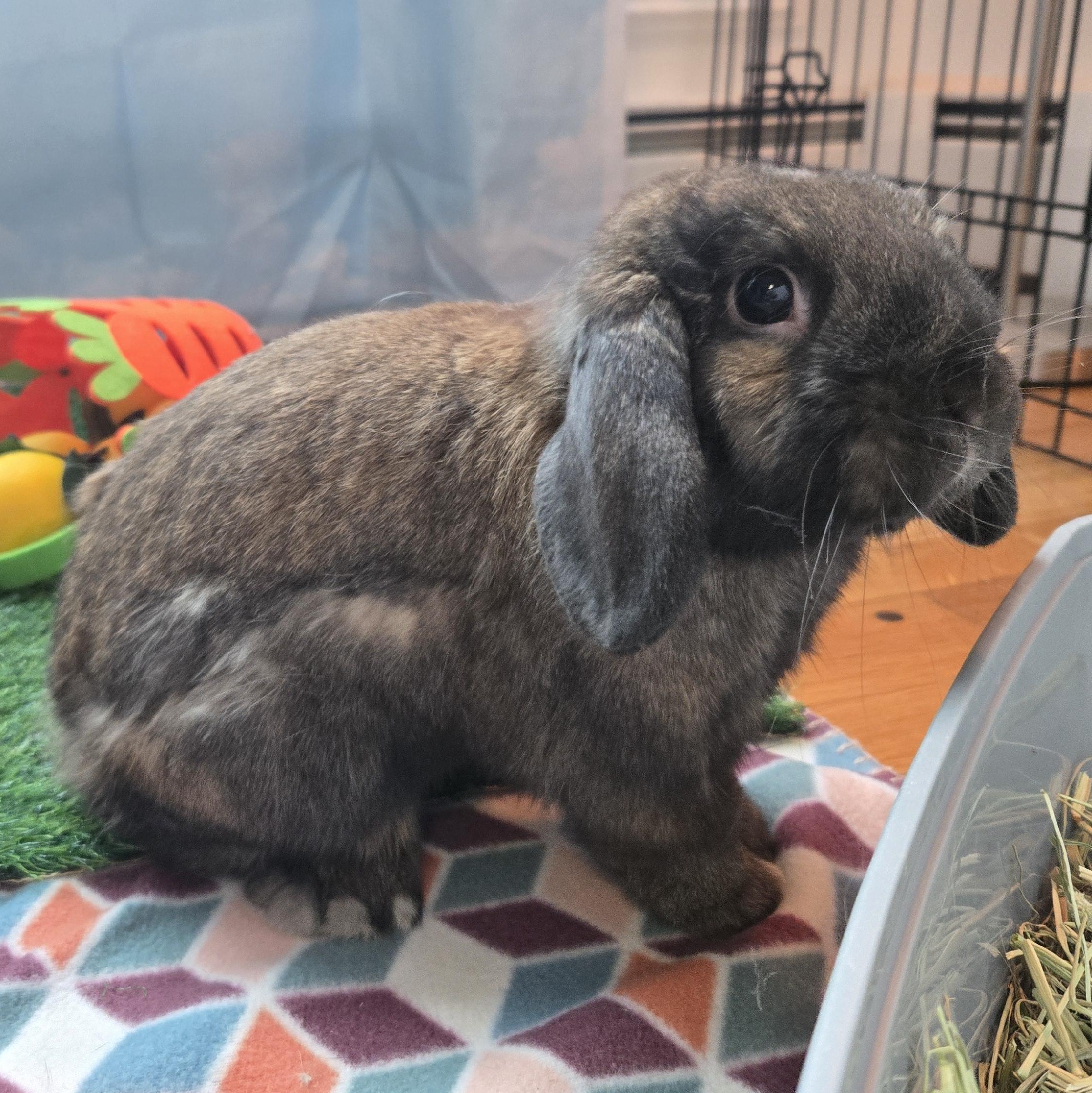 Enlarge Chewbacca, an adopted Mini Lop in Andover, MA image 1/5