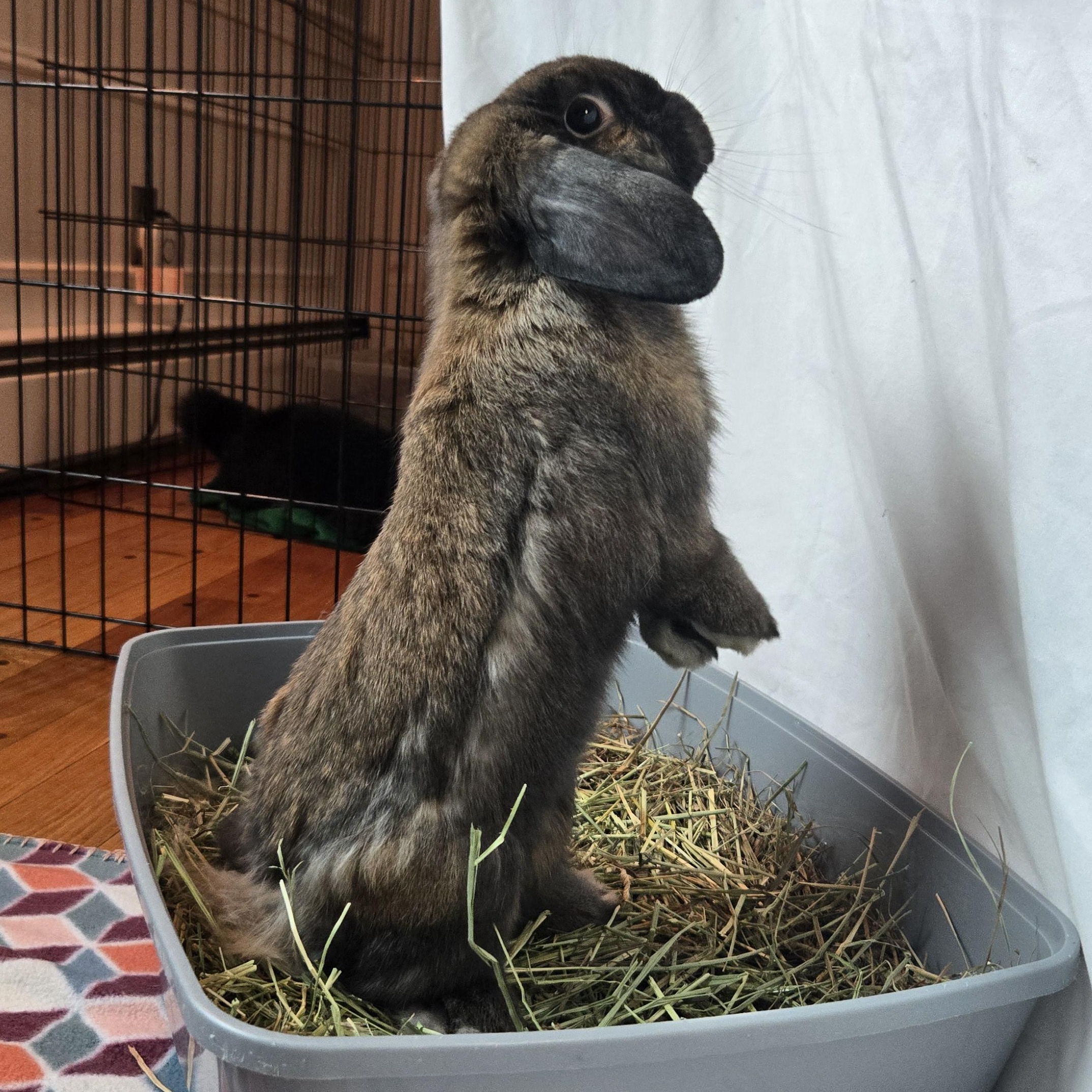 Enlarge Chewbacca, an adopted Mini Lop in Andover, MA image 2/5