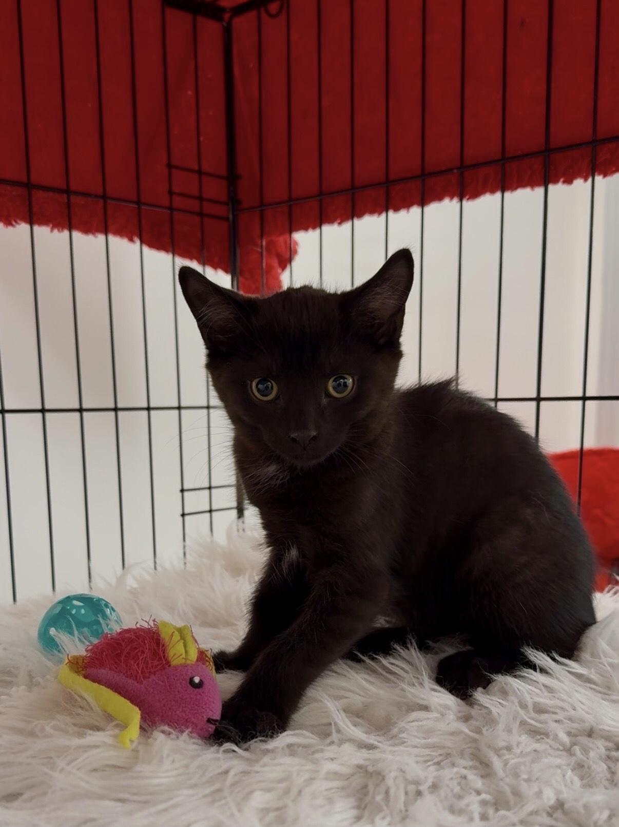 Enlarge Q-tip, a Adoptable Domestic Short Hair in Pickering, ON image 1/1