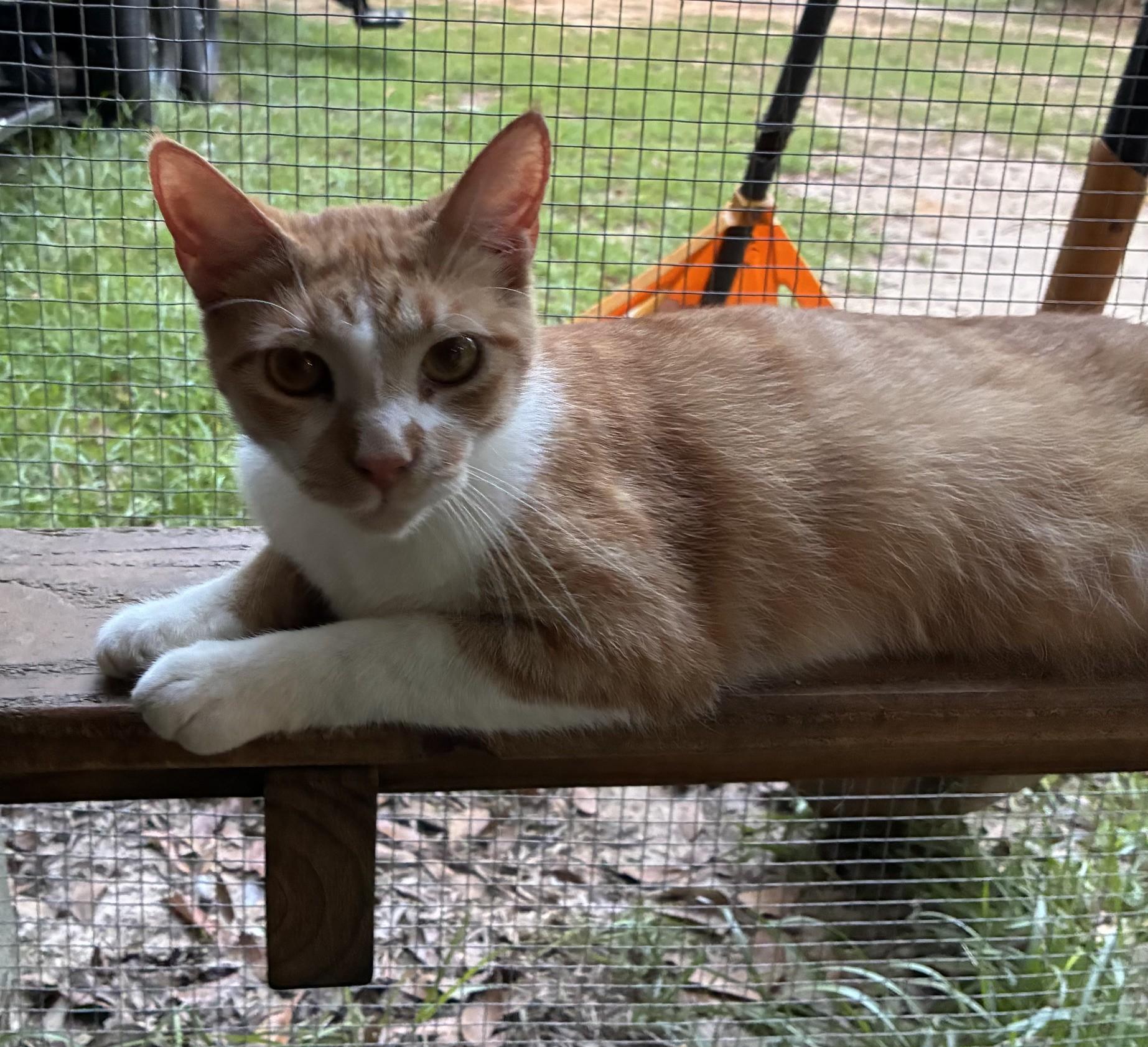 Enlarge Garfield, a Adoptable Domestic Short Hair in HARTFORD, AL image 1/1