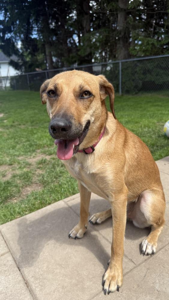 Ember, a Adoptable mixed breed in Syracuse, NY image 1/5