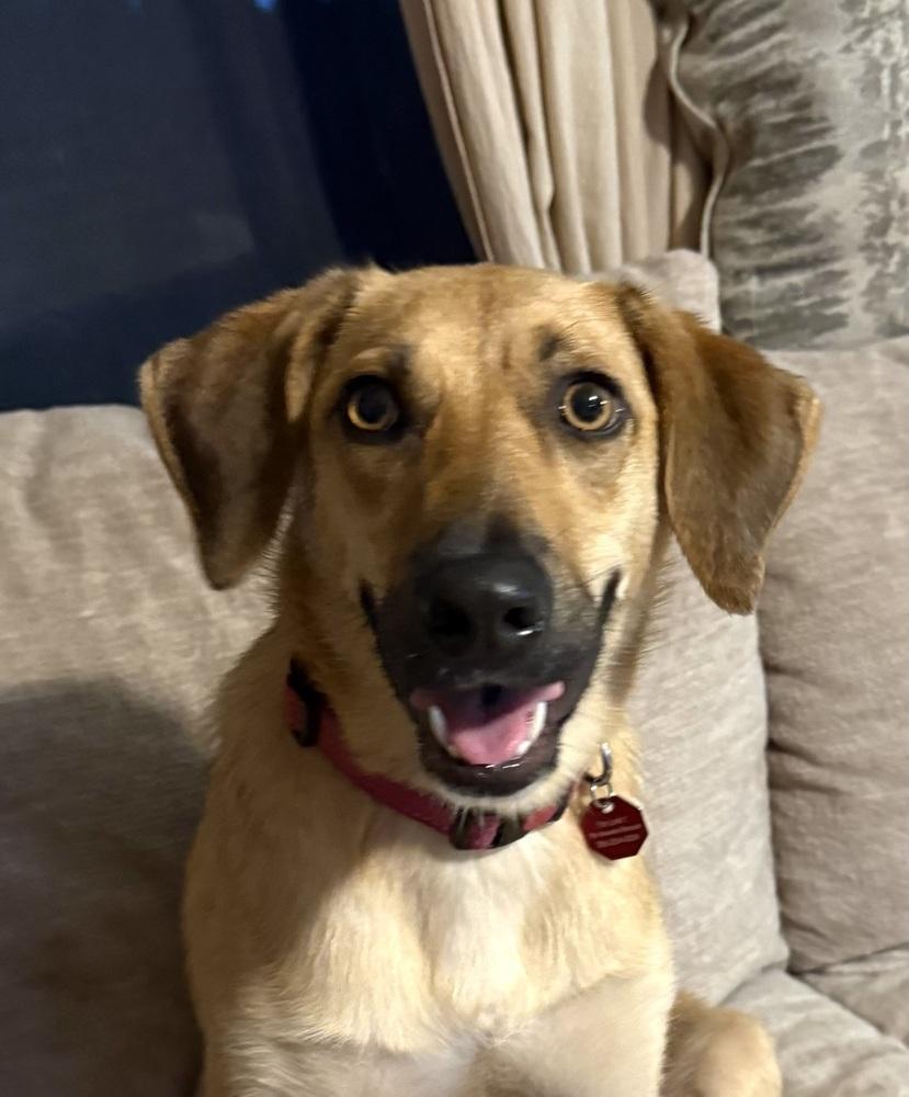 Ember, a Adoptable mixed breed in Syracuse, NY image 1/6