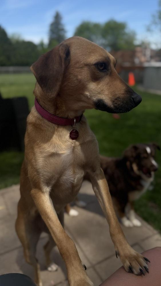 Ember, a Adoptable mixed breed in Syracuse, NY image 2/5