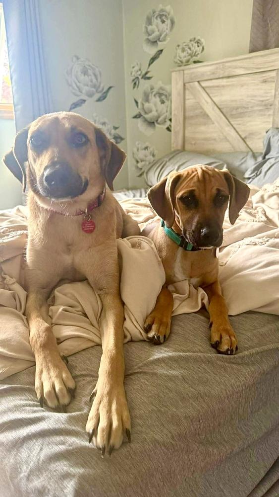 Ember, a Adoptable mixed breed in Syracuse, NY image 3/6