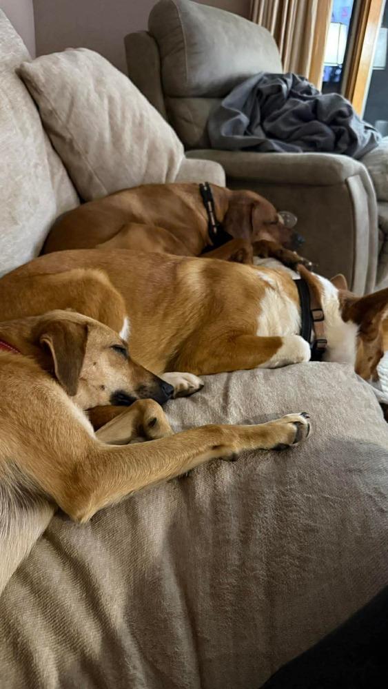 Ember, Adoptable, Young Female Black Mouth Cur & Australian Shepherd.