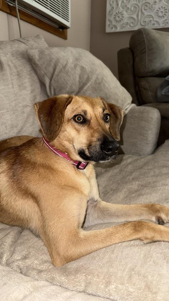 Enlarge Ember, a Adoptable mixed breed in Syracuse, NY image 3/6