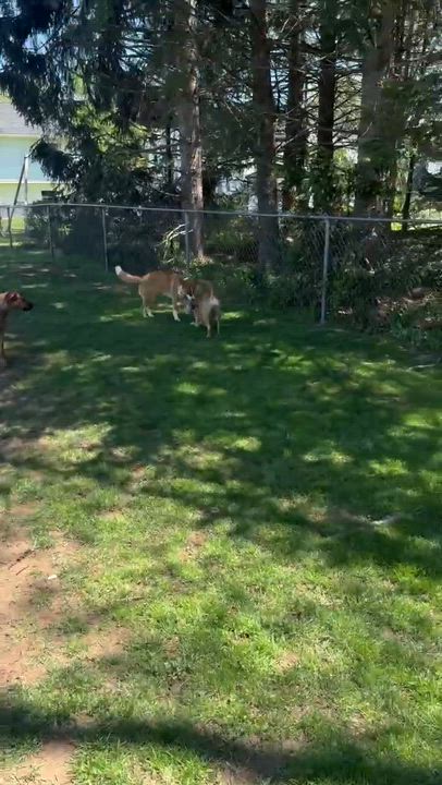 Enlarge Ember, a Adoptable mixed breed in Syracuse, NY video 5/6
