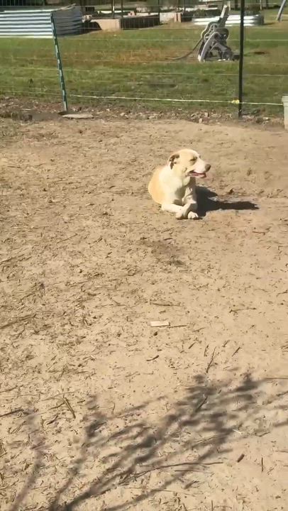 Enlarge Ember, a Adoptable mixed breed in Syracuse, NY video 4/6