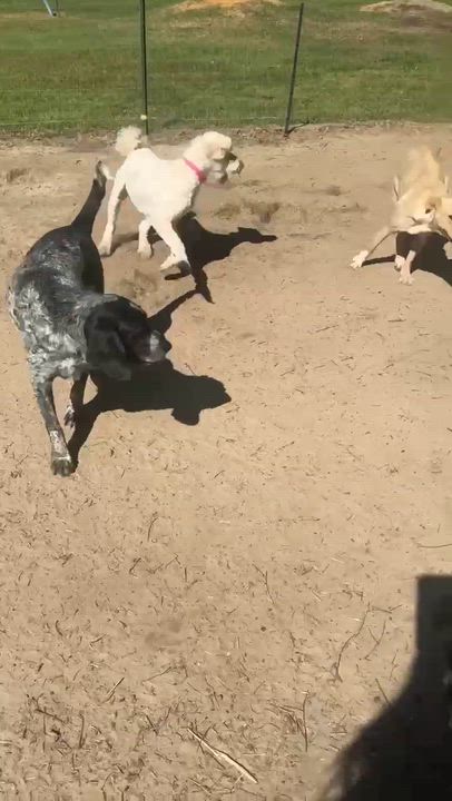 Enlarge Ember, a Adoptable mixed breed in Syracuse, NY video 6/6