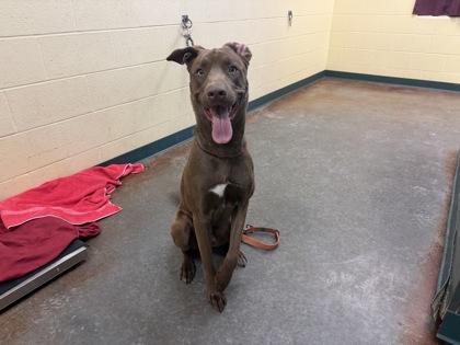 Enlarge Gizmo, a Adoptable mixed breed in Independence, MO image 1/3