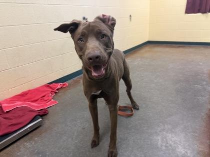 Enlarge Gizmo, a Adoptable mixed breed in Independence, MO image 2/3