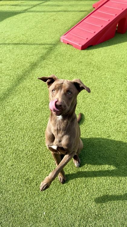 Enlarge Gizmo, a Adoptable mixed breed in Independence, MO image 3/3