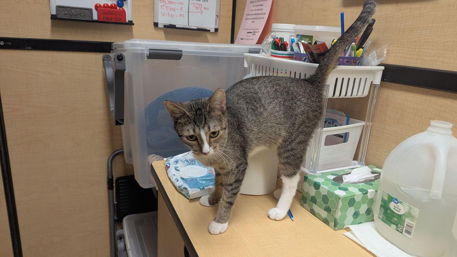 Enlarge Adriane, a Adoptable Domestic Short Hair in hinckley, IL image 1/3